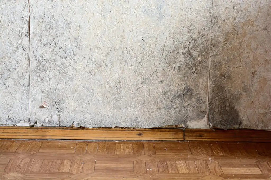 Wallpaper Can Cause Mold. Here's What To Do – House Overhaul