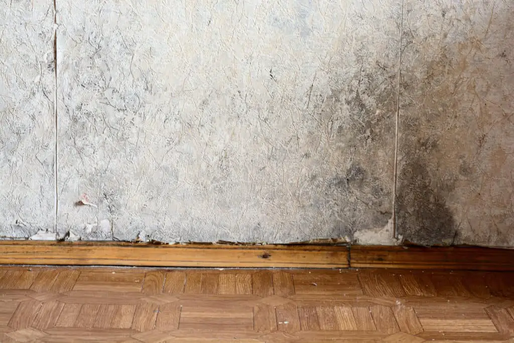 Black Mold Buildup In The Corner Of An Old House Development Of Mildew  Under The Wallpaper Stock Photo Picture And Royalty Free Image Image  101546715